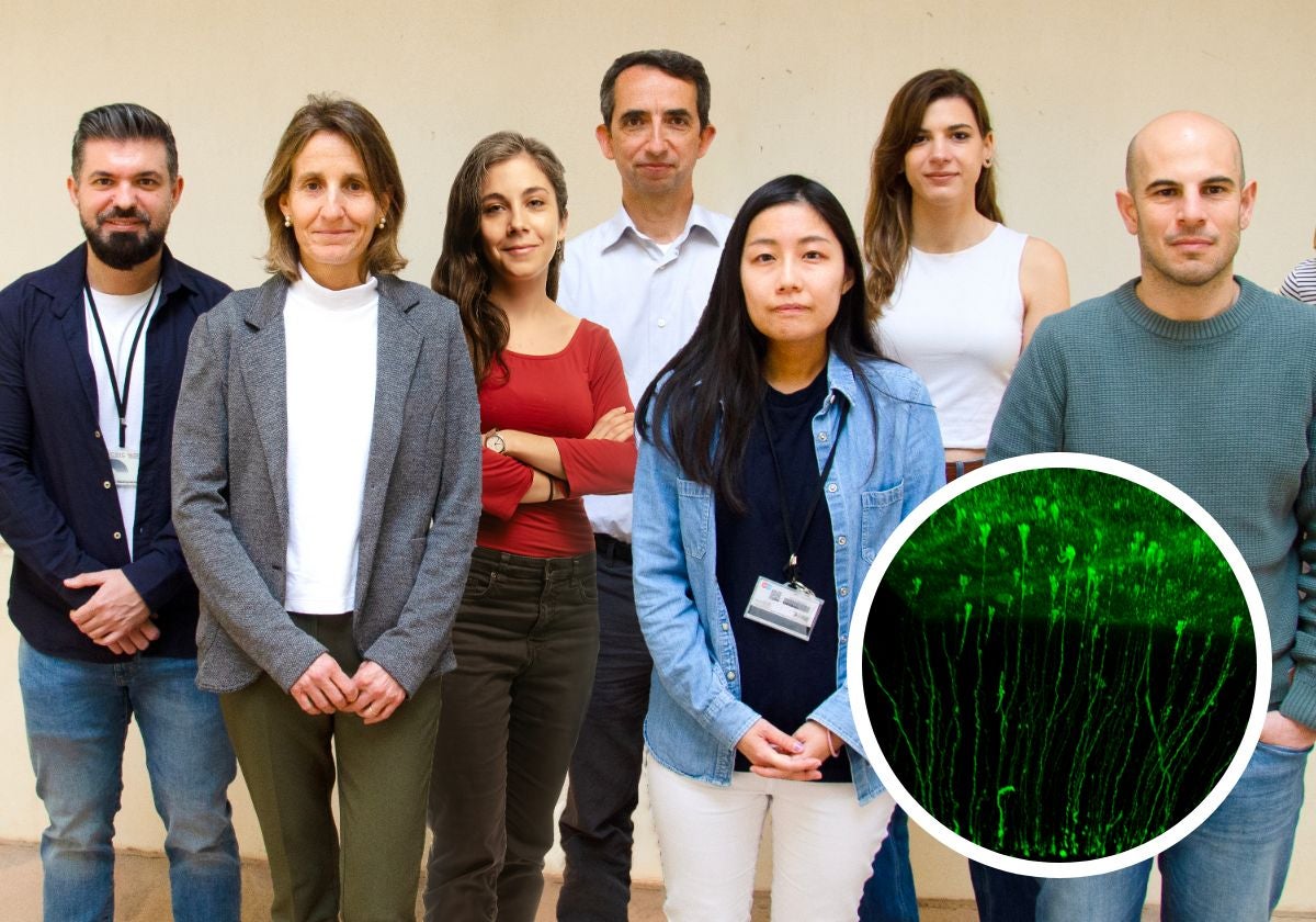 Parte del equipo responsable de la investigación junto a una imagen de células Glia Radial en la corteza cerebral de hurón neonato.