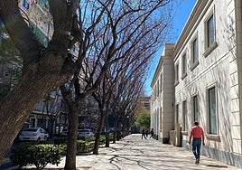 Fila de jacarandas en el entorno de la antigua estación de autobuses.