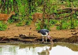 Los carroñeros regulan la calidad del agua de los humedales.