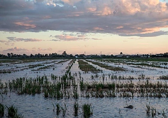Arrozales del delta del Ebro.