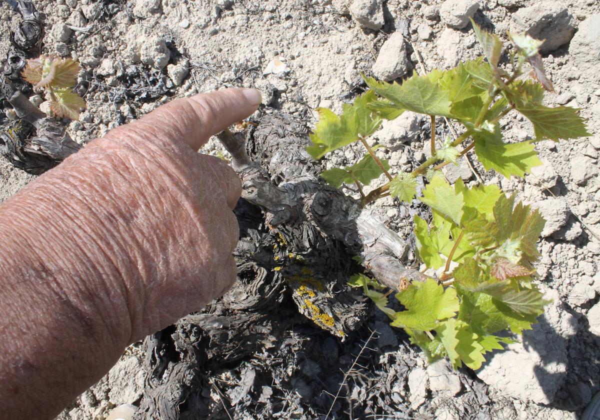 Detalle de una vid atacada por los animales y la falta de agua en Benissa.