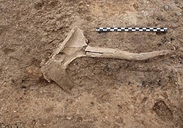 Cuerno de cérvido hallada en el yacimiento de Los Saladares.