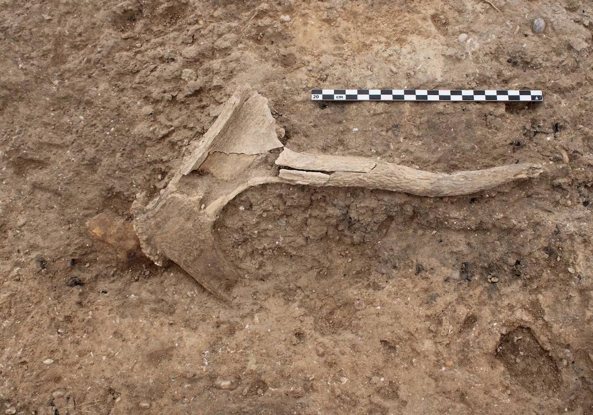 Hallazgos en Los Saladares desvelan las prácticas económicas de la Edad del Bronce en el Bajo Segura