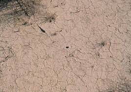 Tierra agrietada por la falta de agua.
