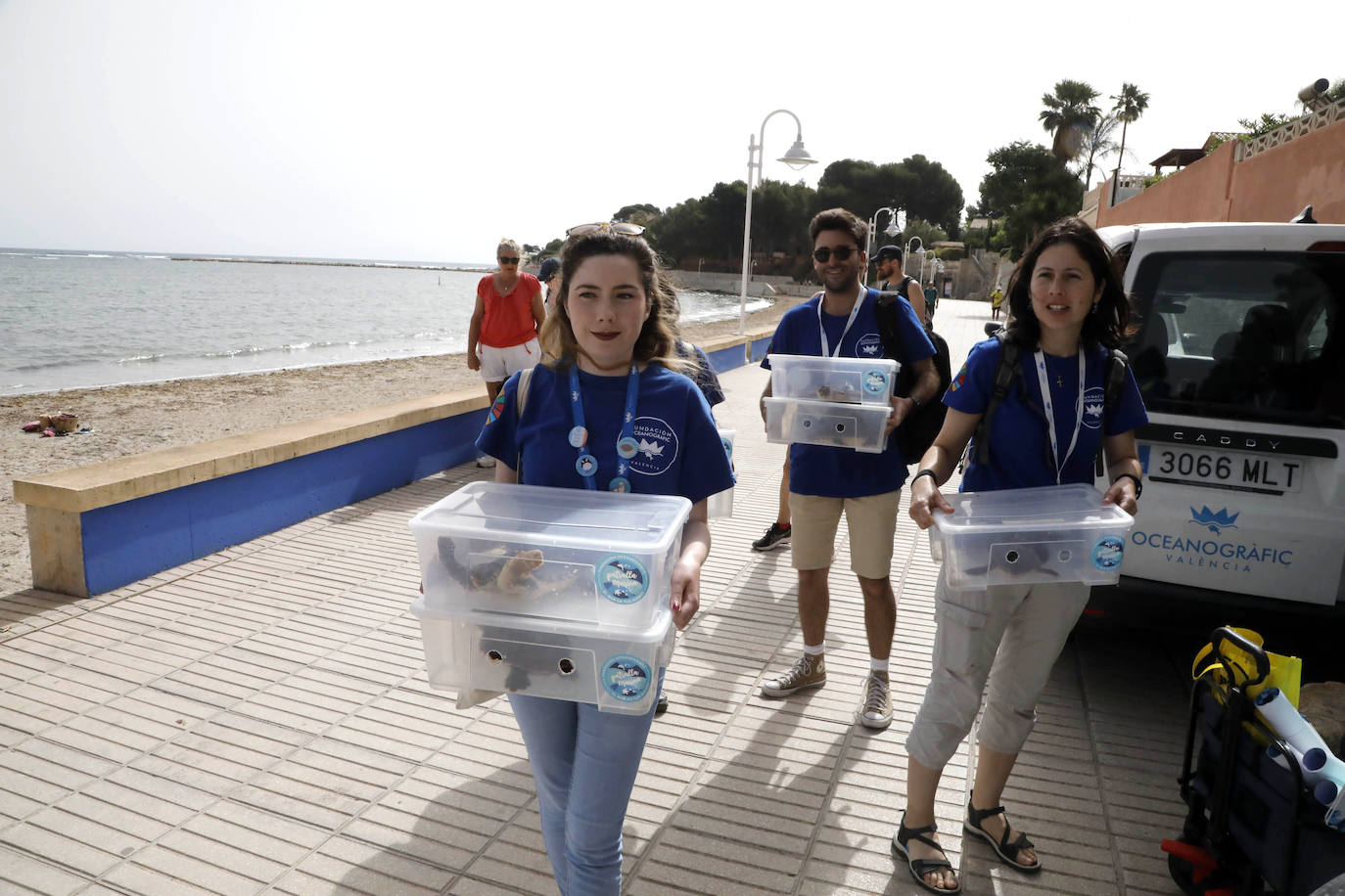 Devuelven al mar siete tortugas nacidas en un nido de Dénia el pasado verano