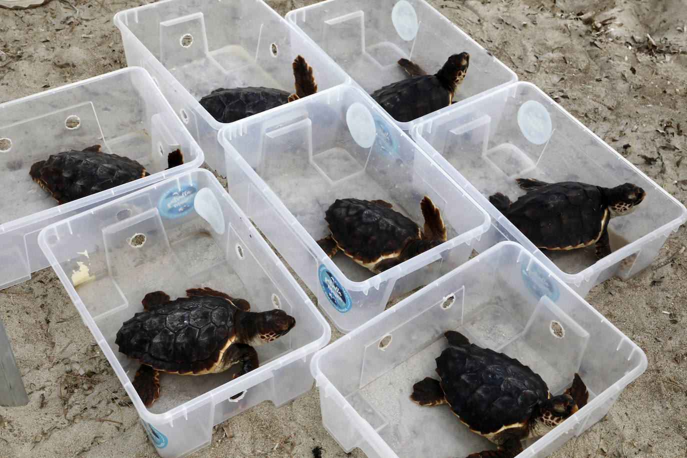 Devuelven al mar siete tortugas nacidas en un nido de Dénia el pasado verano
