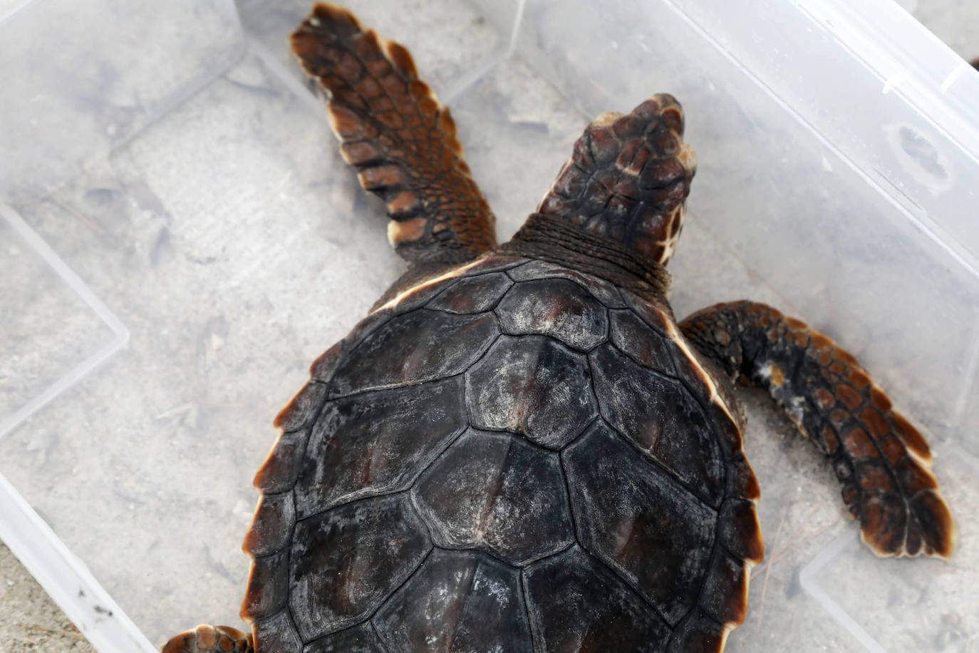 Devuelven al mar siete tortugas nacidas en un nido de Dénia el pasado verano