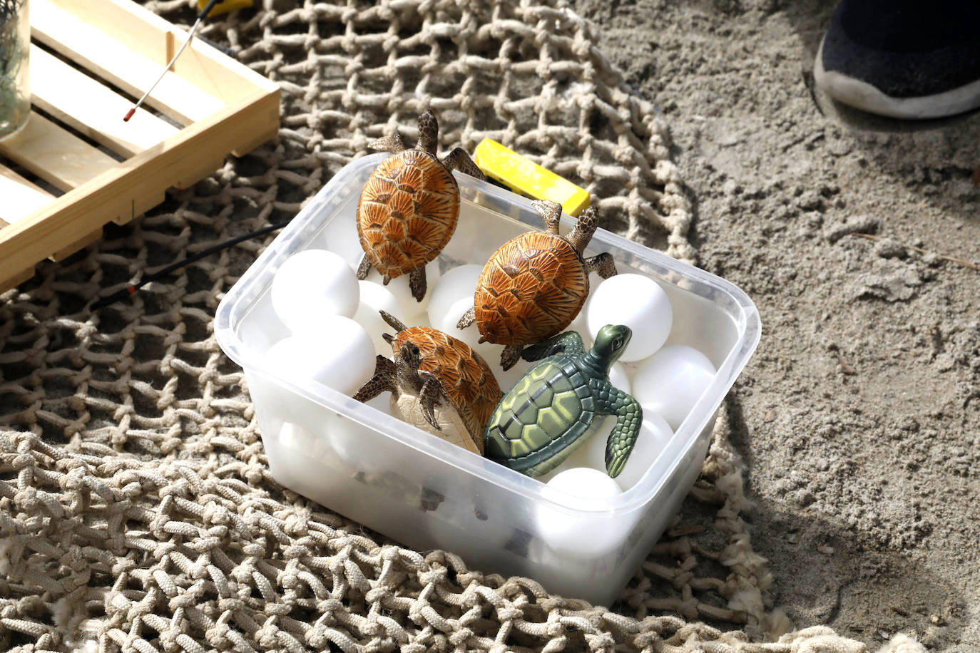 Devuelven al mar siete tortugas nacidas en un nido de Dénia el pasado verano