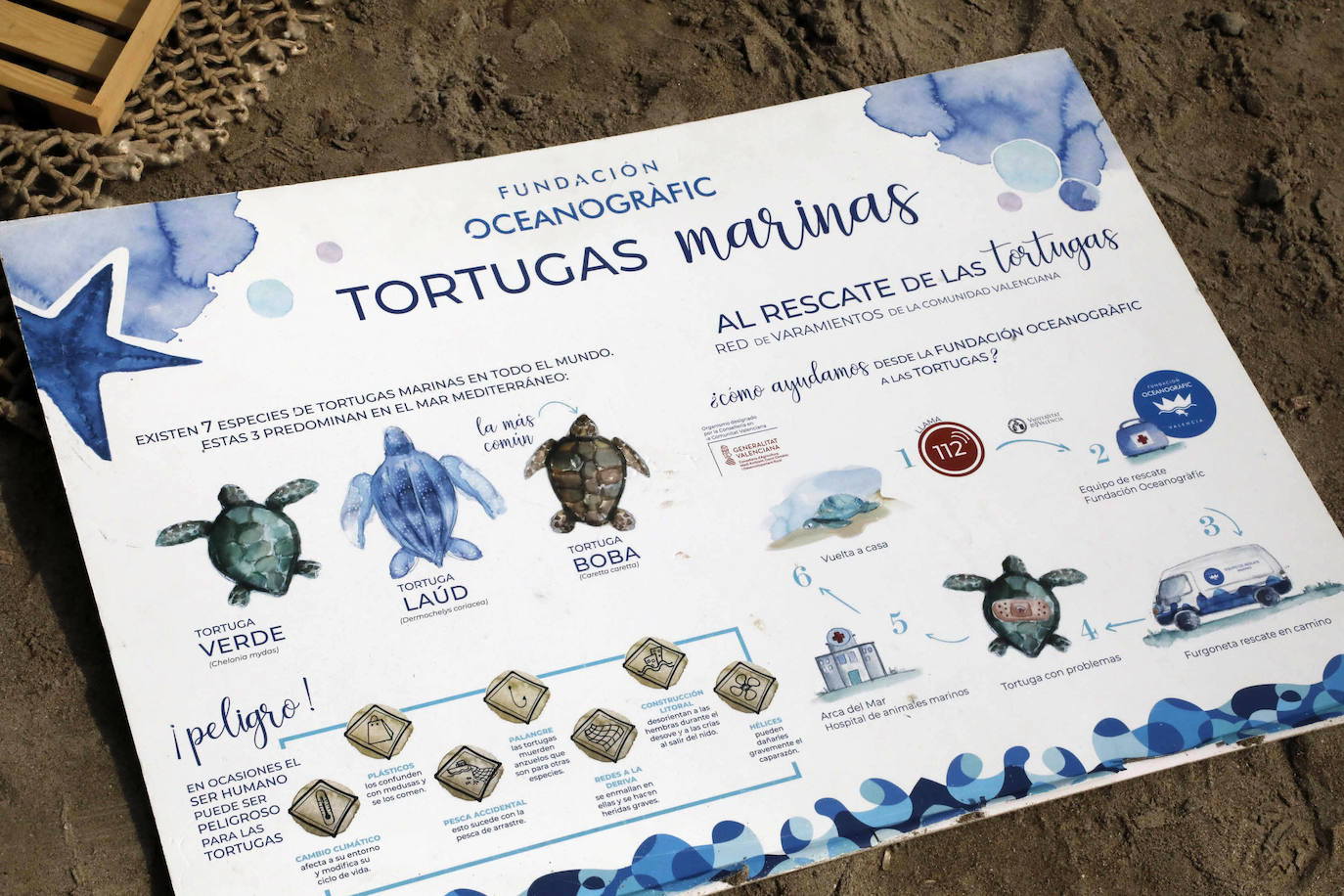 Devuelven al mar siete tortugas nacidas en un nido de Dénia el pasado verano