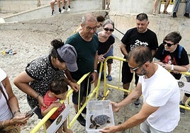 Devuelven al mar siete tortugas nacidas en un nido de Dénia el pasado verano