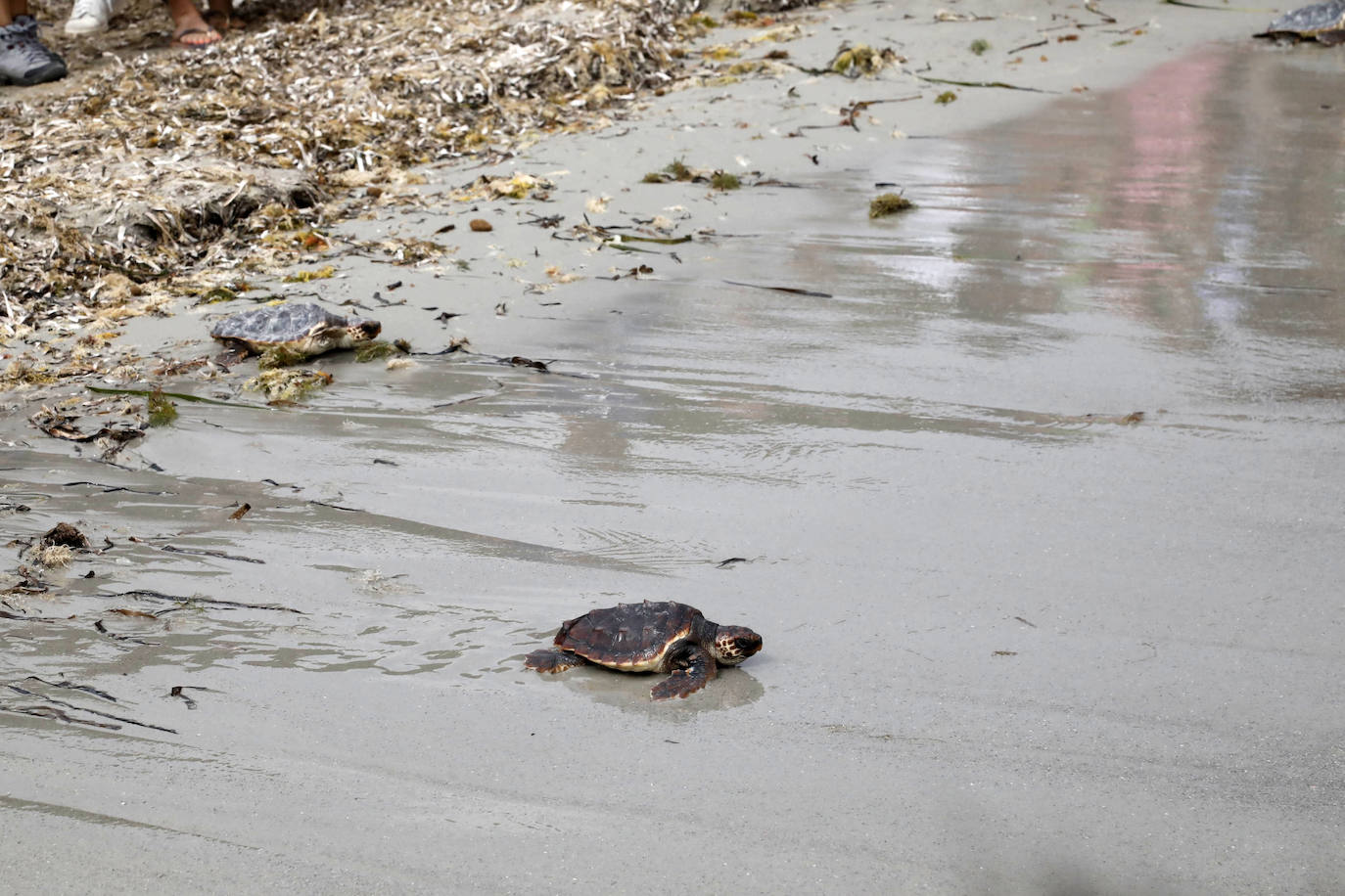 Devuelven al mar siete tortugas nacidas en un nido de Dénia el pasado verano