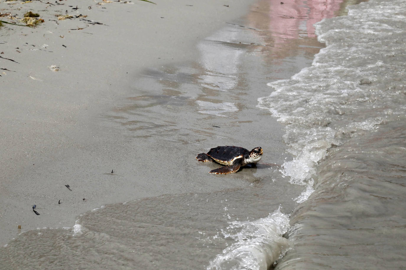 Devuelven al mar siete tortugas nacidas en un nido de Dénia el pasado verano