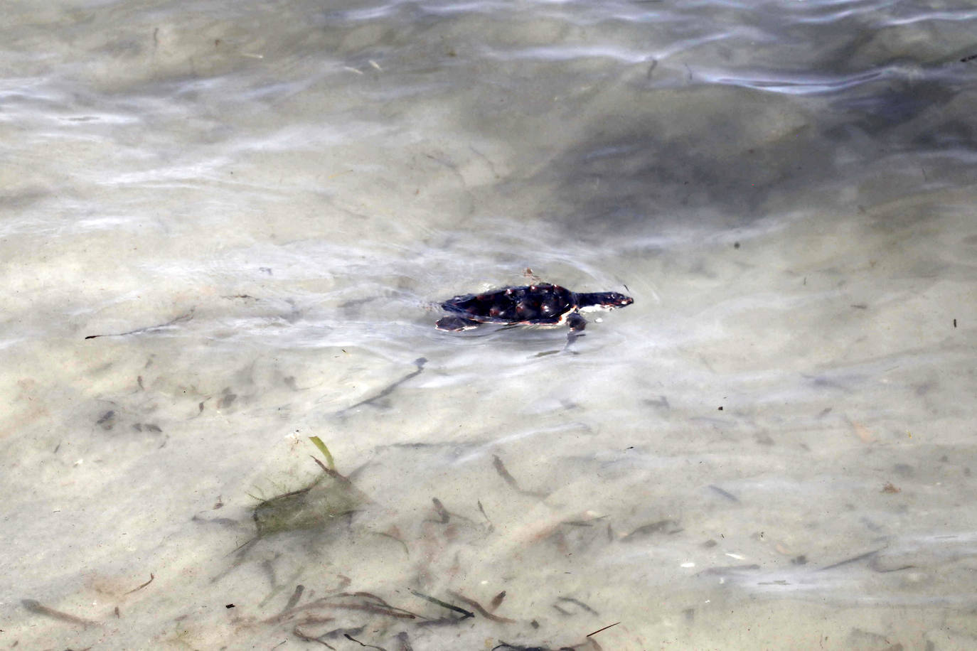 Devuelven al mar siete tortugas nacidas en un nido de Dénia el pasado verano