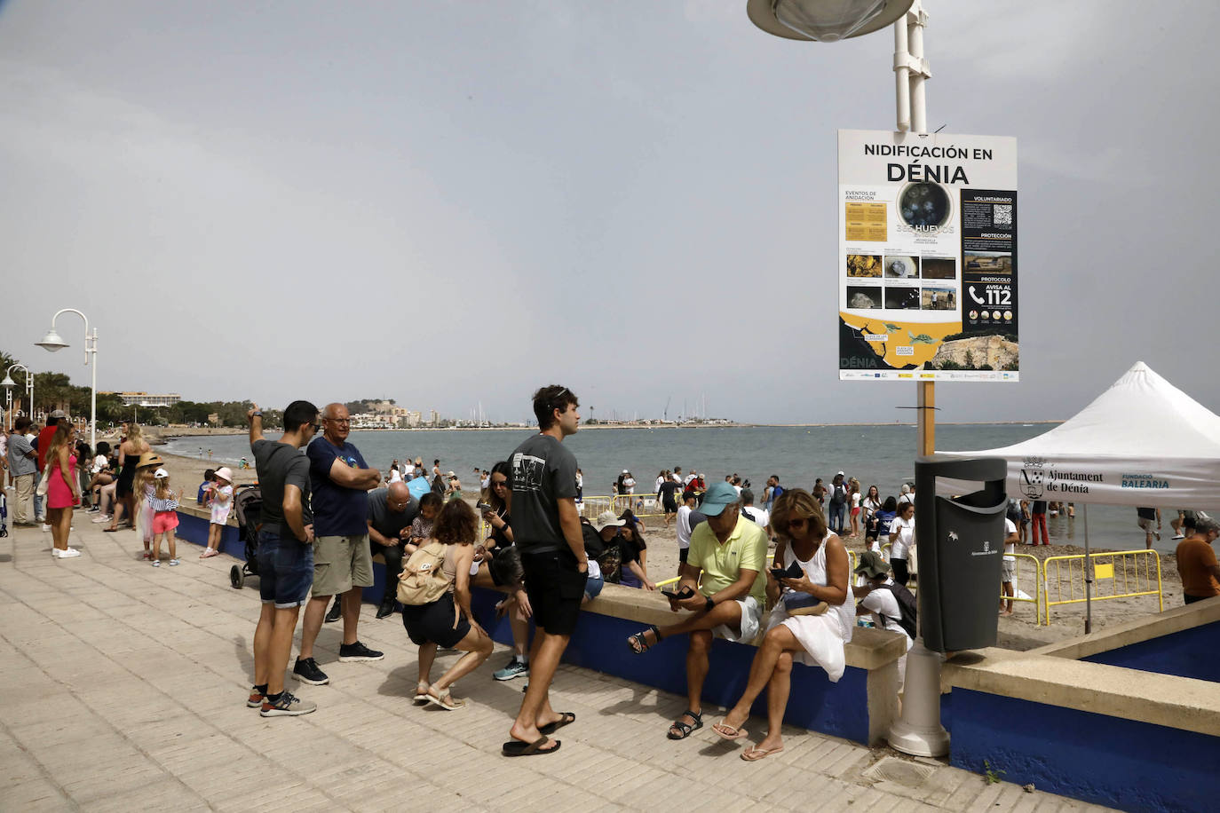 Devuelven al mar siete tortugas nacidas en un nido de Dénia el pasado verano