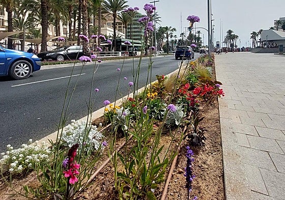 Las nuevas especies plantadas en el Paseo del Puerto.
