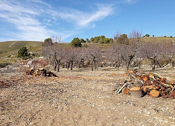 Cultivo de Almendros.