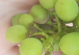 Racimo de uva infectado por la plaga.