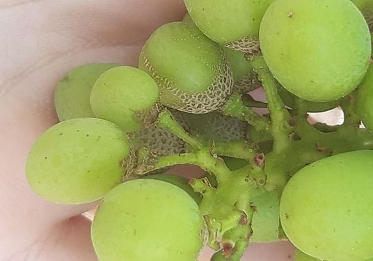 Racimo de uva infectado por la plaga.