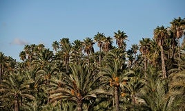 Palmeral de Elche.