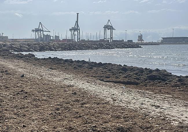 Algas amontonadas en la orilla de la playa de San Gabriel y Babel.