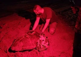 La tortuga después de poner más de un centenar de huevos.