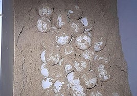 Huevos puestos por la tortuga boba en la playa de La Mata.