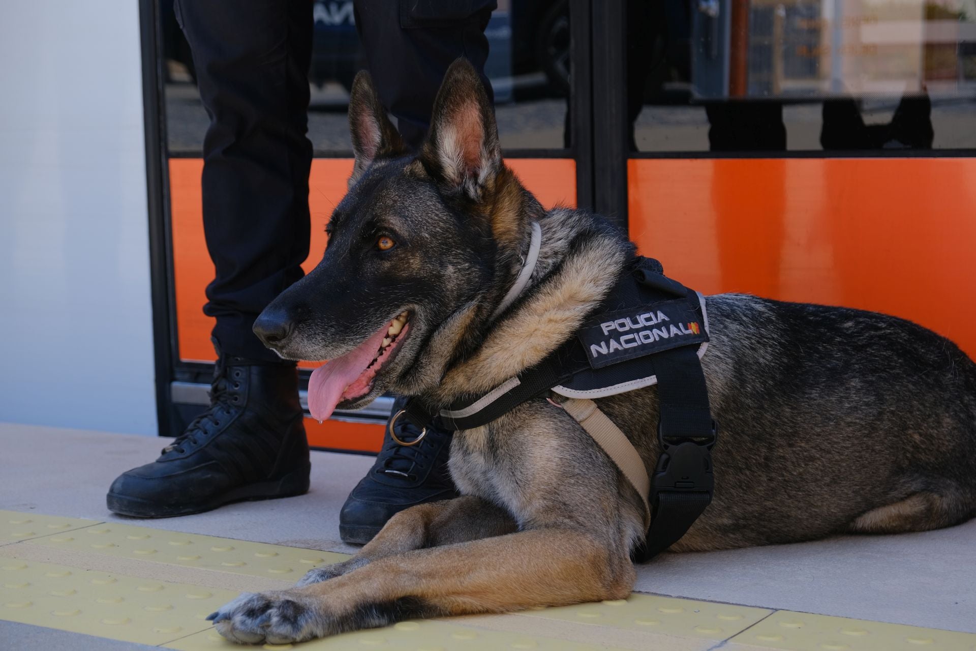 TRAM presenta en Alicante el convoy conmmemorativo del bicentenario de la Policía Nacional
