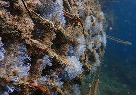 Estructuras con biodiversidad recuperada.
