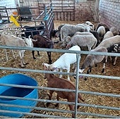 La Guardia Civil desmantela una explotación ganadera ilegal en Bacarot