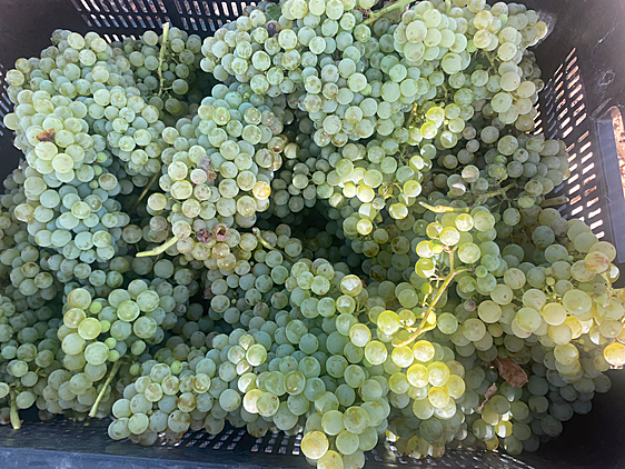 Más del 30% de esta superficie se cultiva de manera ecológica