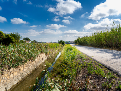Regadío en Almoradí.
