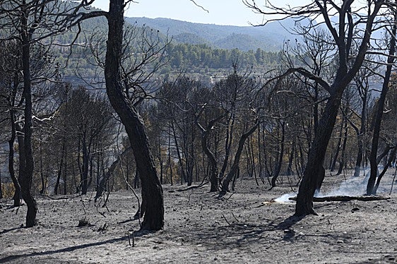 Terreno quemado en Banasau en la comarca del Comtat (Alicante)