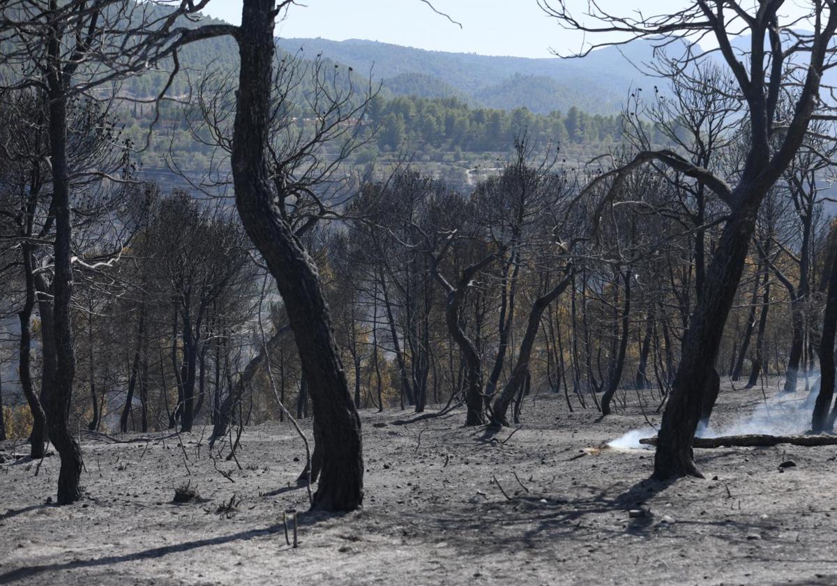 Terreno quemado en Banasau en la comarca del Comtat (Alicante)