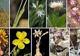 Nuevas especies descubiertas por botánicos españoles