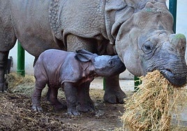 La rinoceronte Duna en sus primeros meses de vida.