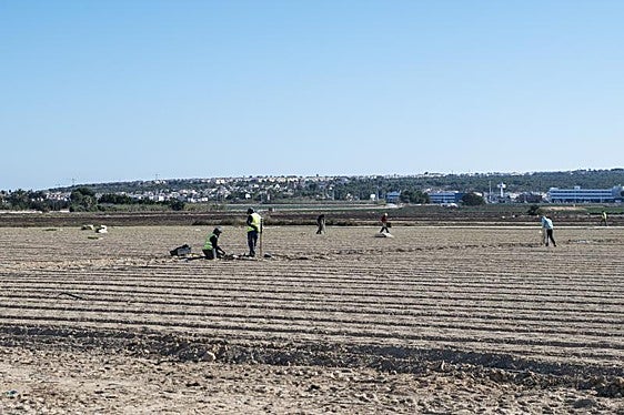 Campos de cultivo de Elche.