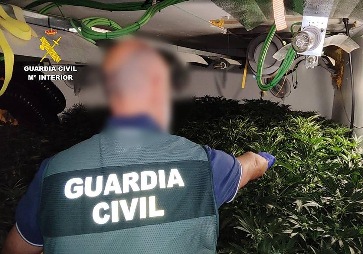 Plantación de marihuana.