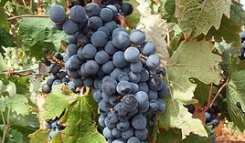 Uva de un viñedo.