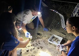 Momento del hallazgo de las tortugas en la playa de Dénia.