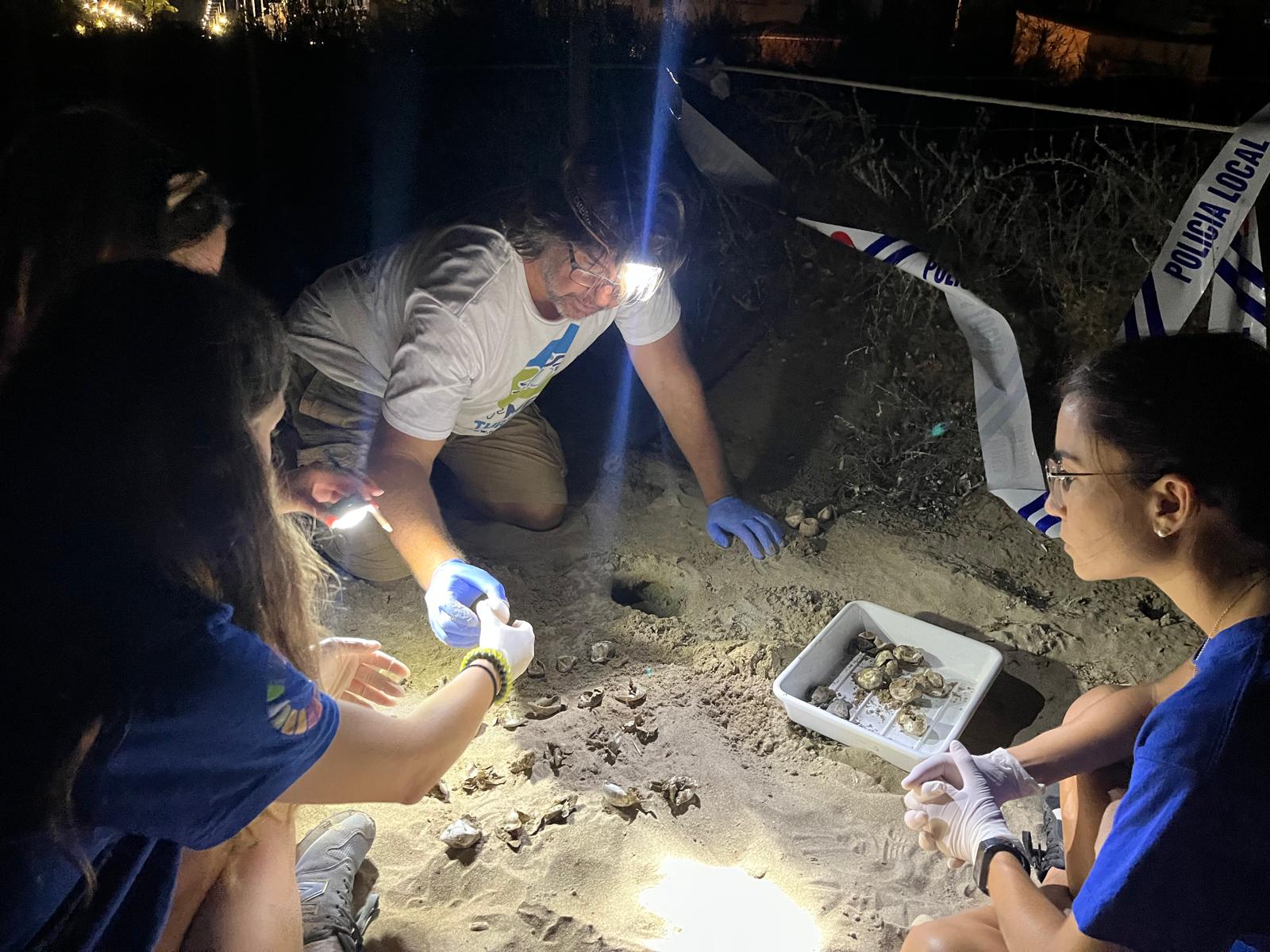 Momento del hallazgo de las tortugas en la playa de Dénia.