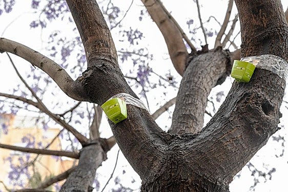 Control de plagas en las jacarandas de Alicante.