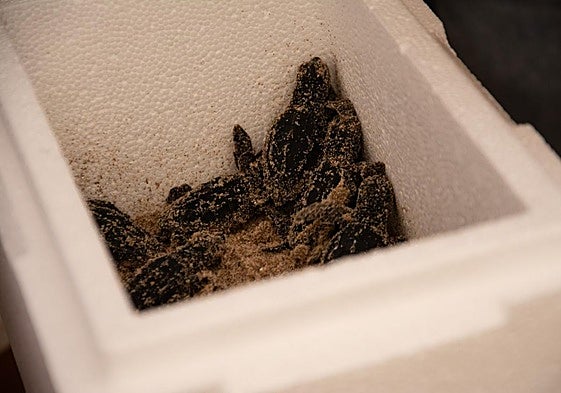 Tortugas en la playa del Carabassí.