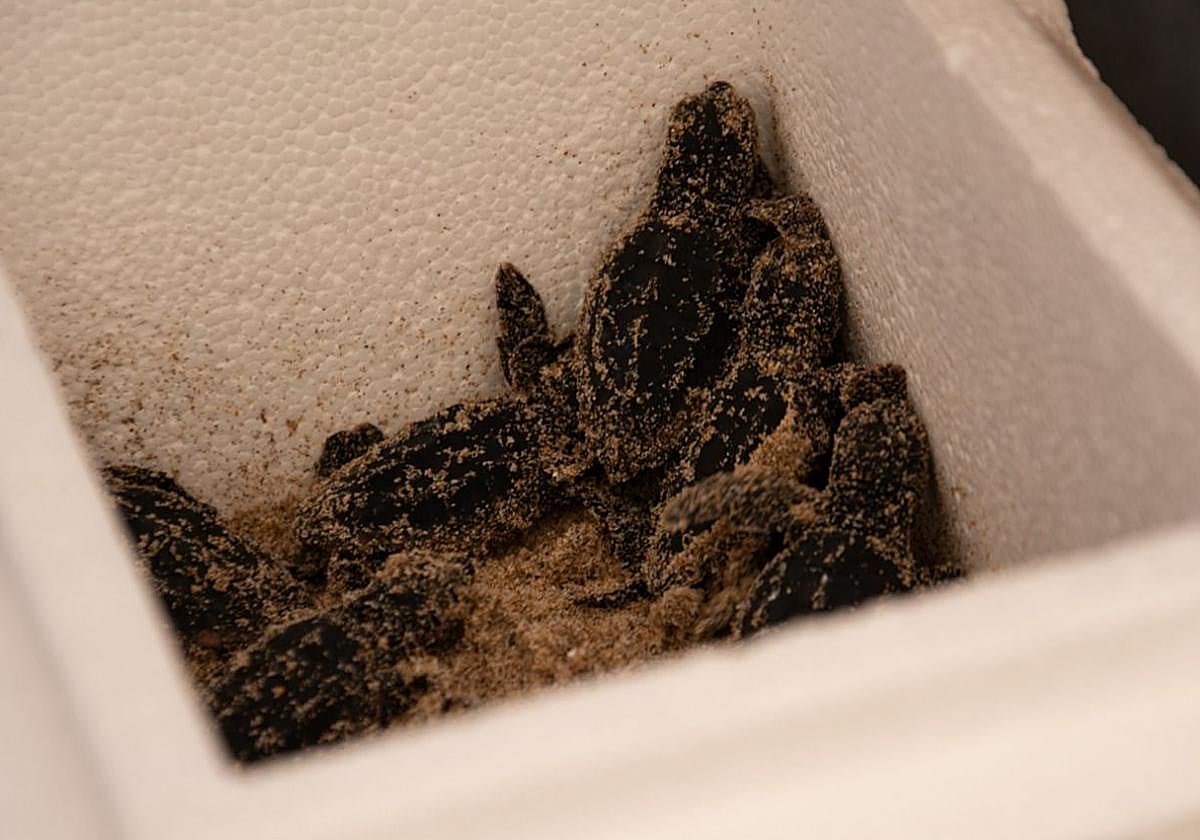 Tortugas en la playa del Carabassí.