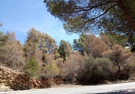 Zonas forestales de El Poble Nou de Benitatxel