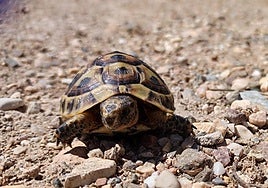 Ejemplar de tortuga mora.