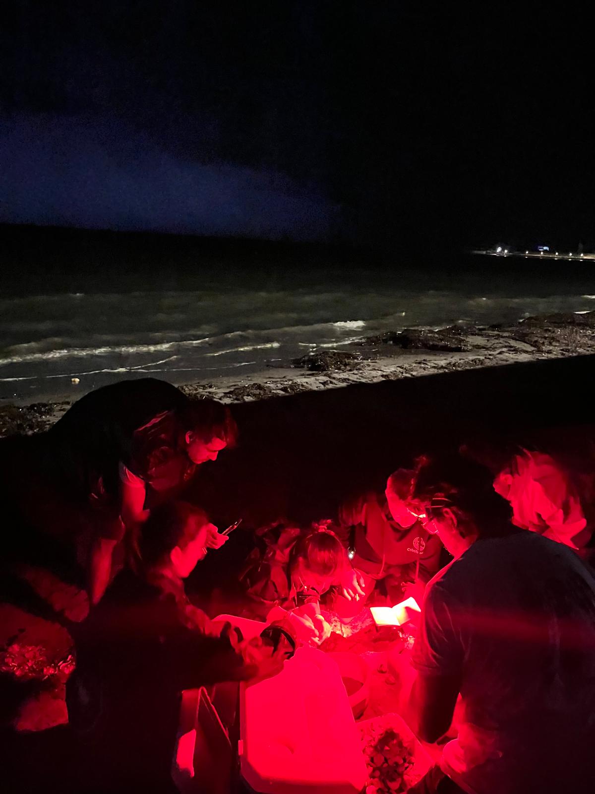 Nacen más de 100 tortugas en Dénia