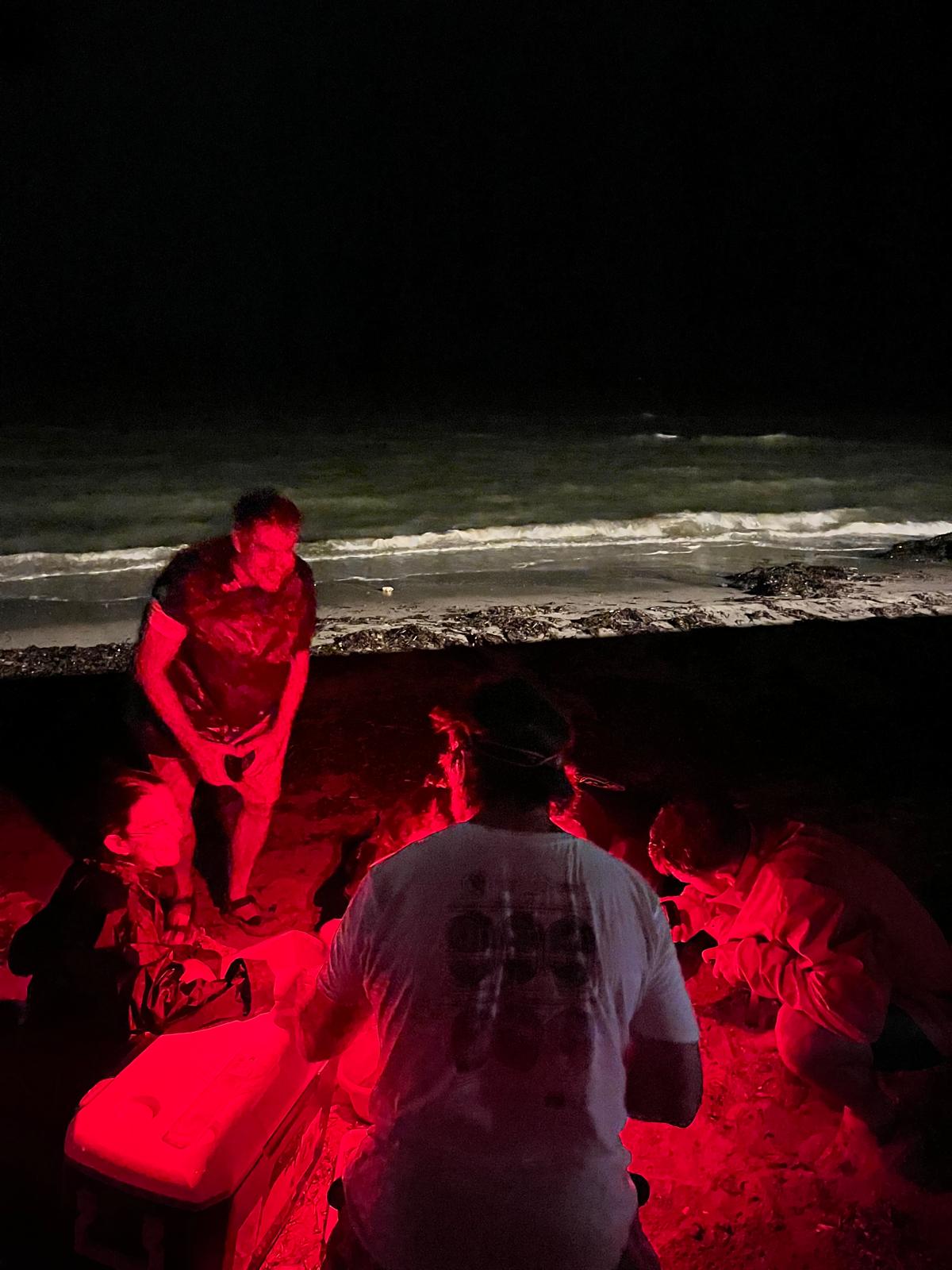 Nacen más de 100 tortugas en Dénia