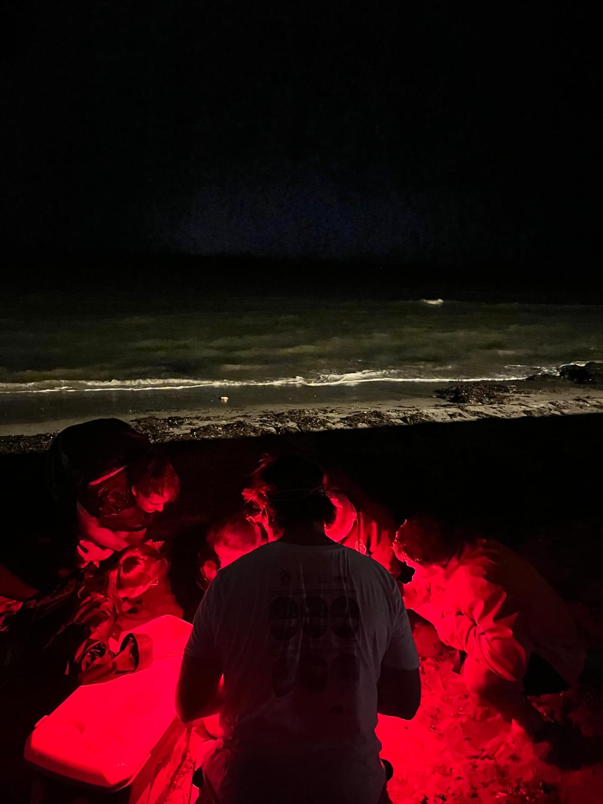 Nacen más de 100 tortugas en Dénia