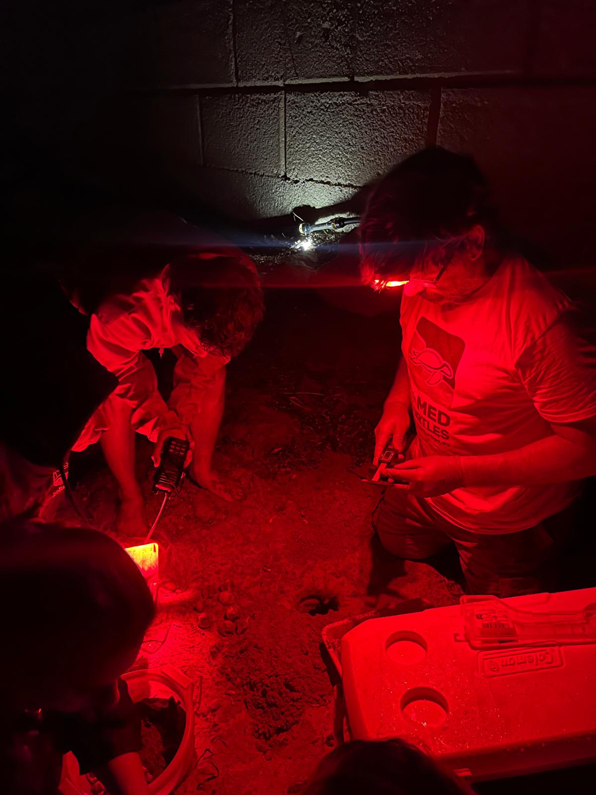 Nacen más de 100 tortugas en Dénia