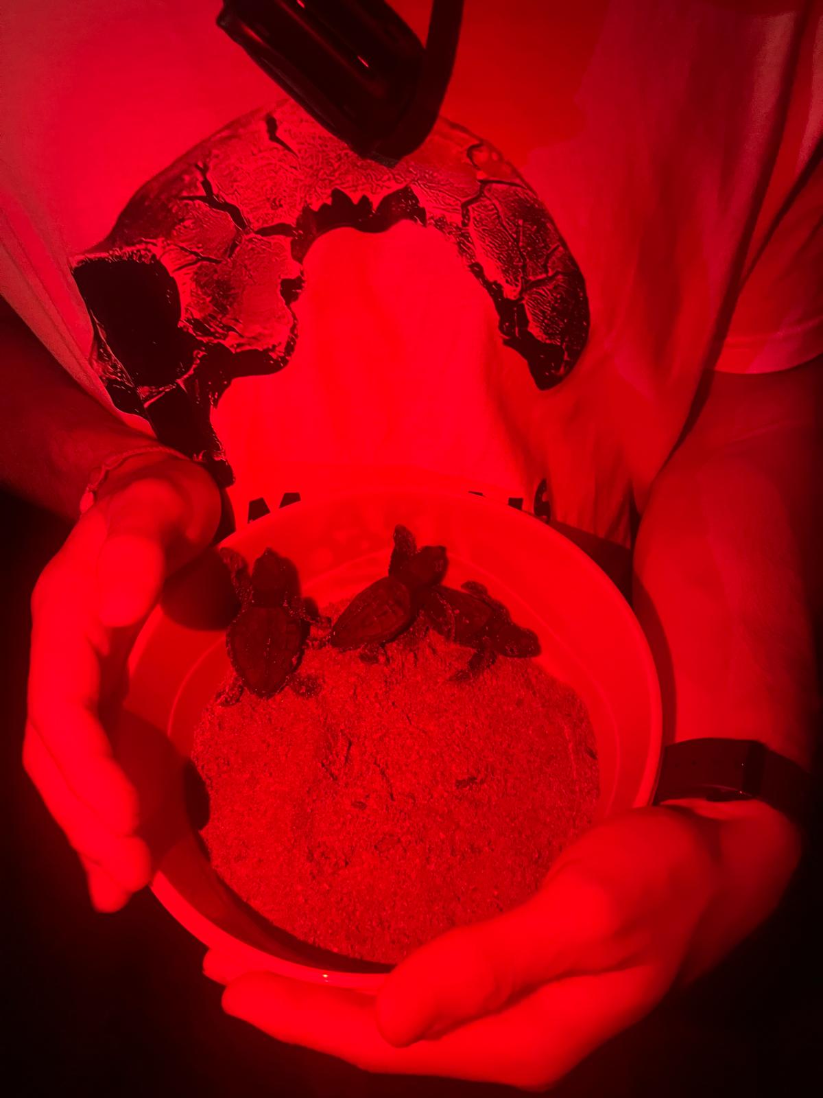 Nacen más de 100 tortugas en Dénia